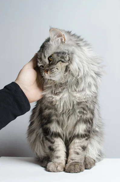 Una mano femminile accarezza un gatto scozzese carino e carino — Foto Stock