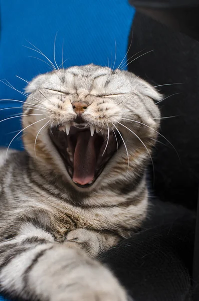 Een mooie Schotse kat deja-vays — Stockfoto