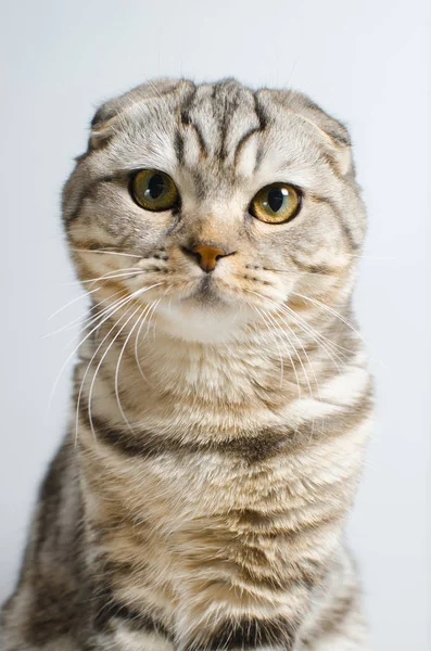 Lindo y lindo gato escocés mirando a la cámara en una espalda blanca — Foto de Stock