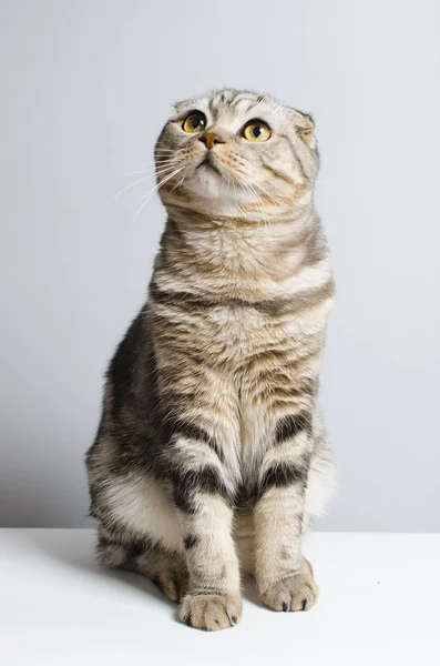 Bonito e bonito gato escocês bonito sentado em um isolador branco — Fotografia de Stock