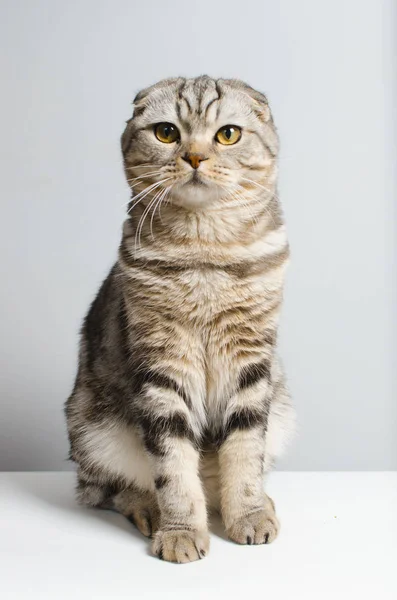 Hermoso y lindo escocés gato lindo sentado en un blanco aislador — Foto de Stock