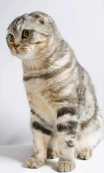 Un lindo y hermoso gato escocés orejudo es lindo sentado en un — Foto de Stock