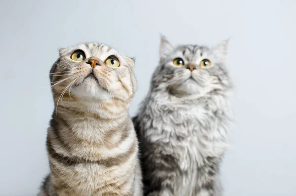 Scottish Fold y Scottish pryamouhy, gatos de mármol azul. En un momento. — Foto de Stock