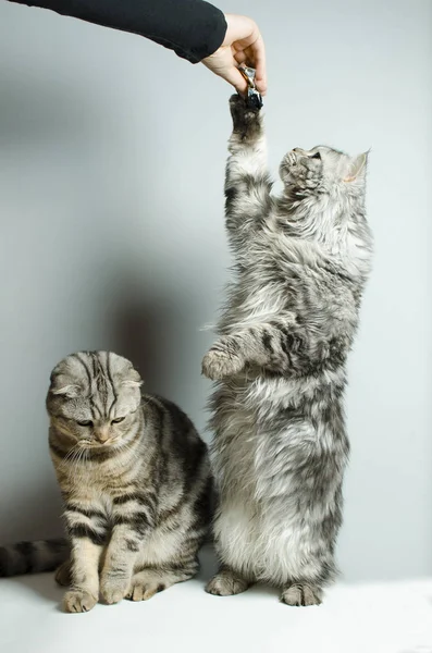 Παίζονται Σκωτικής Διπλώνετε και Σκωτίας ευθεία γάτες — Φωτογραφία Αρχείου