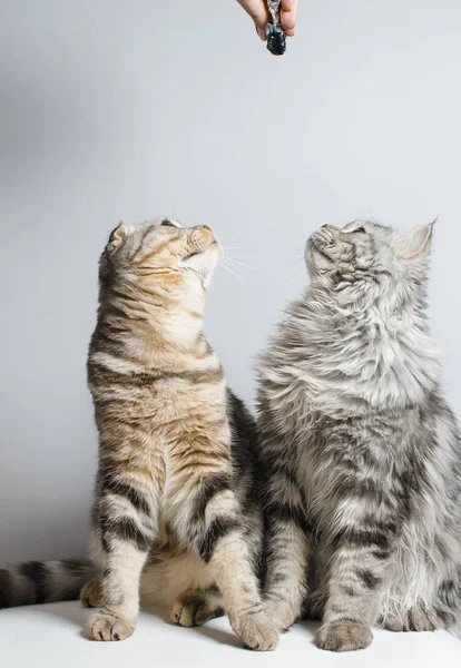 Scottish Fold och skotska rak titta. Plats för text. — Stockfoto