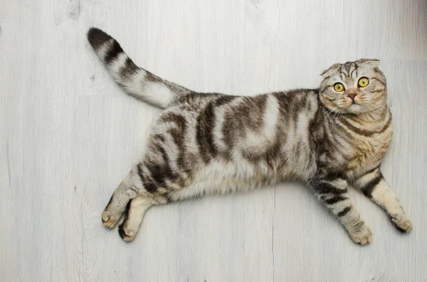 A beautiful lop-ear cat lays on the floor and looks into the c — стоковое фото