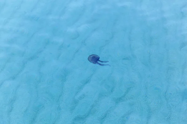 Foto dettagliata di meduse viola nuotare in acqua contro fondo sabbioso del mare . — Foto Stock