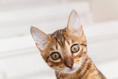 Tembel yalan kırmızı Bengal kedisi