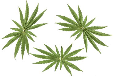 Marijuana bitkisi. Dört esrar bitki illüstrasyon izole beyaz arka plan üzerinde.