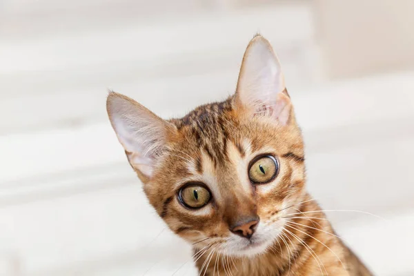 Gato rojo de Bengala mintiendo perezosamente —  Fotos de Stock