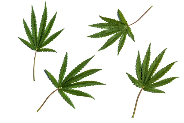 Planta de cannabis. Cuatro ramas de cannabis verde joven y hojas sobre fondo blanco . — Foto de Stock