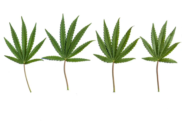 Koleksi cannabis.Close-up koleksi dari empat daun ganja di latar belakang putih . — Stok Foto