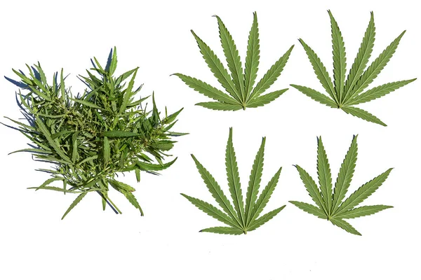 Stapel van cannabis takken — Stockfoto
