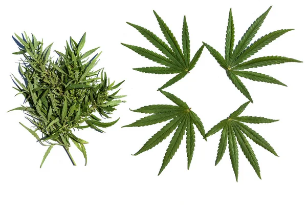 Hij zette van cannabis bladeren isoleren — Stockfoto