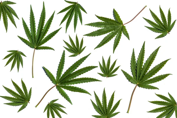 Cannabis plantera fyra unga gröna cannabis grenar och blad på vit bakgrund. — Stockfoto