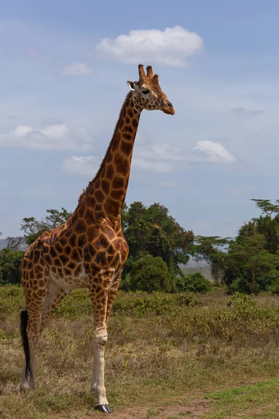 Żyrafa na safari w Kenii, — Zdjęcie stockowe