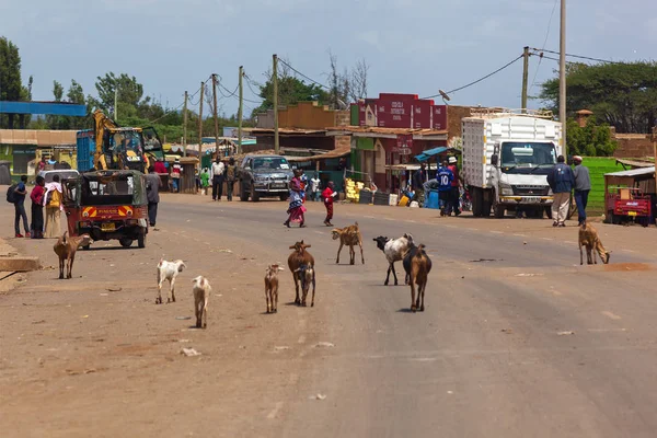 Cabras seguem uma estrada sem medo de máquinas, pessoas em Quênia — Fotografia de Stock