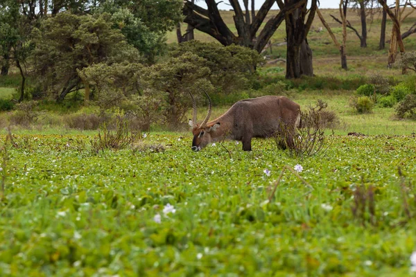 Zwierzęta Kenii jezioro Nakuru — Zdjęcie stockowe