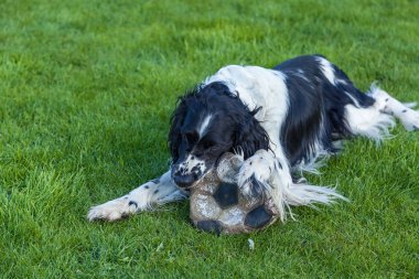  siyah beyaz yavru horoz İspanyol