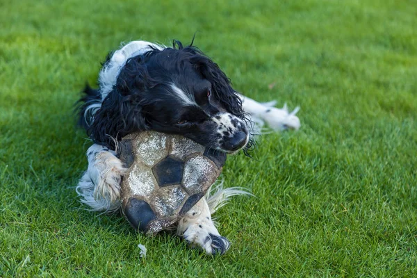 Preto branco galo spaniel — Fotografia de Stock