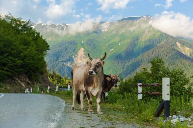 İnekler Mestia Gürcistan