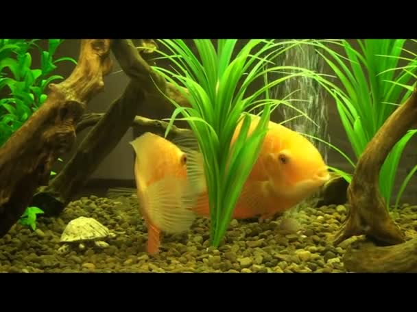Fish kiss in the aquarium — Stock Video