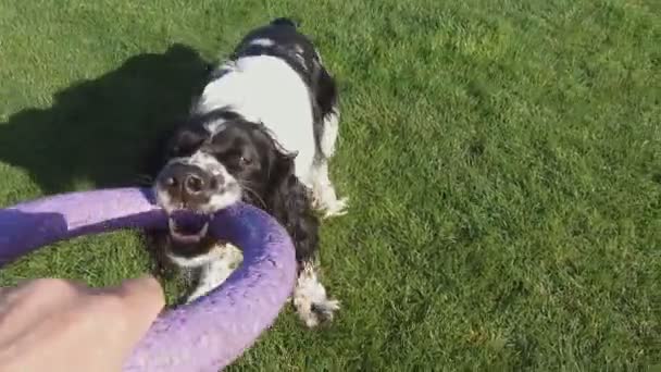 Ein Hund spielt einen Ring — Stockvideo