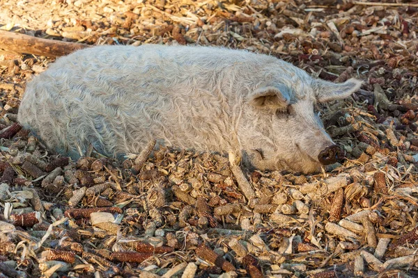 Breed of curly pigs — Stock Photo, Image