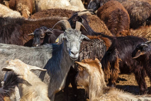 keçi ve rams sürüsü