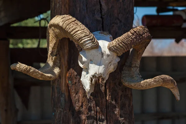 Cráneo de un animal en un árbol — Foto de Stock