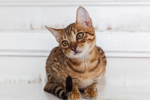 Gatito doméstico bengalí — Foto de Stock