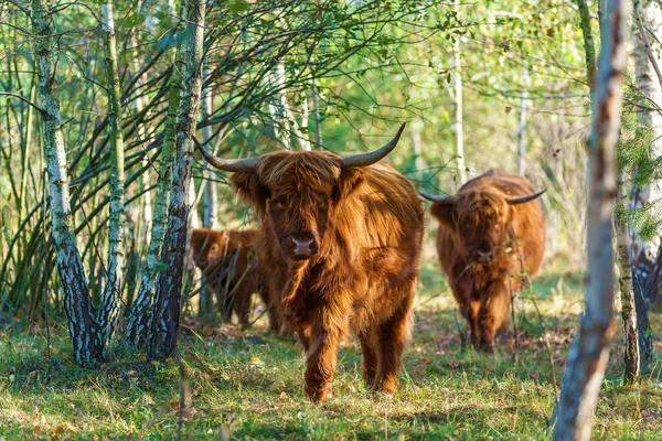 Sapi dengan rambut panjang — Stok Foto