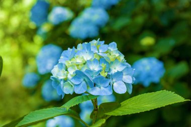 blue hydrangea flowers clipart