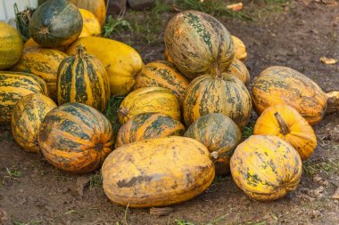çiftlikte yığılmış kabaklar