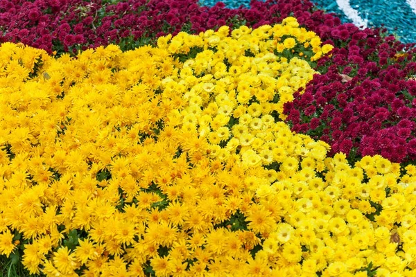 Exhibition of chrysanthemums — Stock Photo, Image