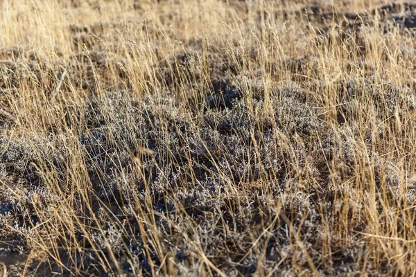 Droog gras als achtergrond — Stockfoto