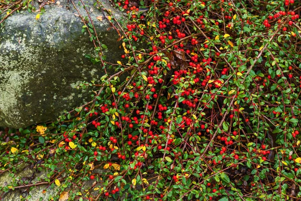 Bagas vermelhas de bérberis no mato — Fotografia de Stock