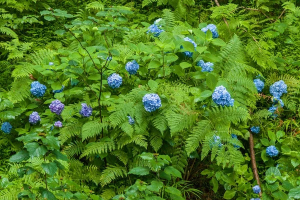 blue hydrangea flowers, hydrangea blue hydrangeas summer