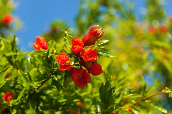 Red garnet flowers on a branch, bush and flowers of pomegranate — Stock Image Red Garnet Flowers Branch Bush Flowers Pomegranate Stock Image