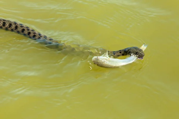 Die Schlange frisst Fisch — Stockfoto