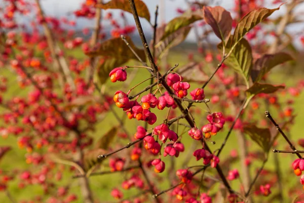 Flores vermelhas com sementes amarelas — Fotografia de Stock