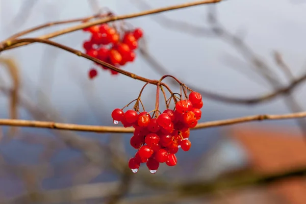 Bunches Red Viburnum Berries Raindrops End Summer Season Seasonal Fruit — Stock Photo, Image