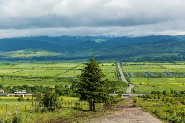 Ağacın yanında yolun karşısında çayır arka plan dağlar ve bulutlu gökyüzü