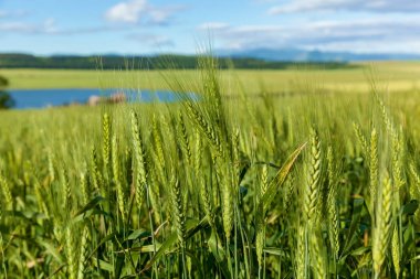 Genç buğday Başak mavi gökyüzü arka plan üzerinde yeşil. Georgia wheat.journey yeşil spikelets