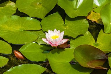 Beyaz nilüfer kurbağa yanında su üzerinde oturur. Beyaz su-lily.journey Georgia