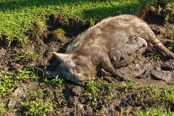 Pig Lies Mud Grass Pig Mud Journey Georgia — Stock Photo, Image