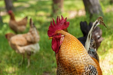 Yeşil çimlerin üzerinde horoz.