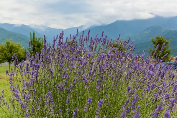 Lavanta Dağlar Gökyüzü Georgia Arka Planı Lavanta Dağları Arka Planı — Stok fotoğraf