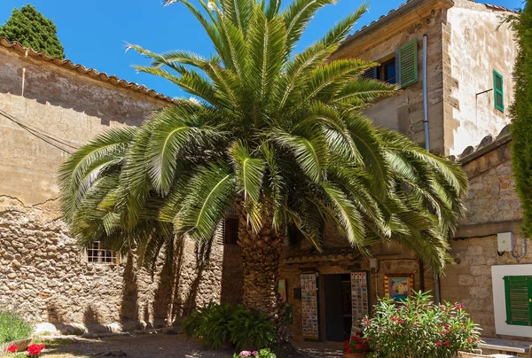 Palmeira Verde Perto Casa Pedra Espanha Palma Maiorca — Fotografia de Stock