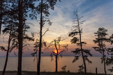 Ağaçların arasından günbatımı Parlatıcı